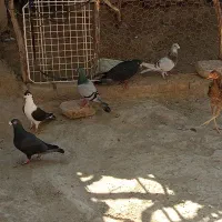 کبوتر چاشنی