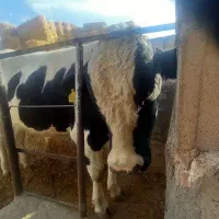 گوساله قسابی|حیوانات مزرعه|اسفراین, |دیوار