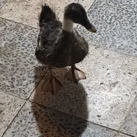 اردک