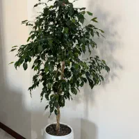 گیاه بنجامین