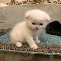 توله گربه اسکاتیش|گربه|تبریز, |دیوار