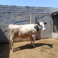 فروش دوتا گاو آبستن سنگین 35کیلوشیر