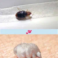 سم پاشی ساس کنه گال سمپاشی سوسک