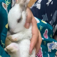 خرگوش|موش و خرگوش|کلاچای, |دیوار
