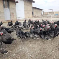 بوقلمون|حیوانات مزرعه|سنقر, |دیوار