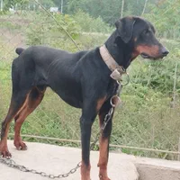 سگ دوبرمن نرماسال