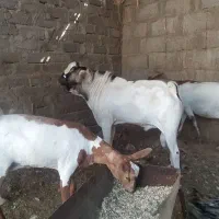 فروش عدد حیوان سومال|حیوانات مزرعه|کوخرد هرنگ, |دیوار