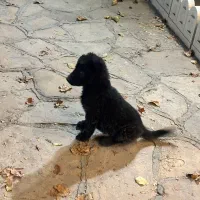 توله ژرمن شیپرد بلک مو بلند 2ماهه|سگ|مشهد, ویلاشهر|دیوار