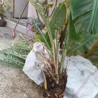 پاجوش نخل برهی ، خضروی ، سمرون ، کبکاب گناوه