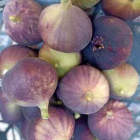 انجیر تازه محلی
