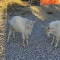 باسلام.   بز نره سانن|حیوانات مزرعه|رزن, |دیوار