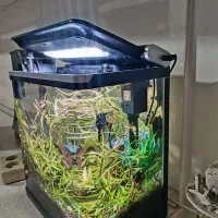 آکواریوم معاوضه با پرنده یا جوجه