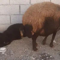 میش بره دار و آبستن