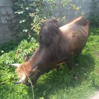 ورزا چالوسی