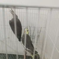 عروس هلندی|پرنده|چناران, |دیوار