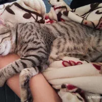 واگذاری گربه