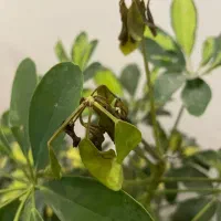 ویزیت کل و گیاه در منزل