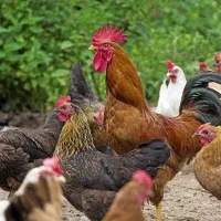 نیمچه مرغ تخم گذار ۶ ماهه