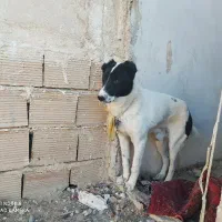 توله خراسانی۶ ماه دهن پاک