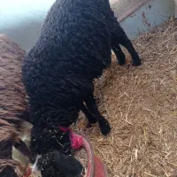 2رس بره1رس بزغاله|حیوانات مزرعه|اسفرورین, |دیوار