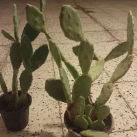 گل طیعی|گل و گیاه طبیعی|بجنورد, |دیوار