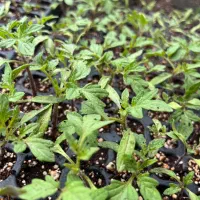 نشا خیار/گوجه/بادمجان/هیبریدی باتناژبالا/بذرخارجی