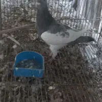 یهودی کبود نر