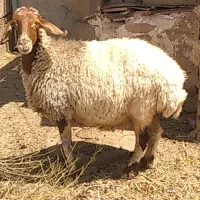 میش چاق