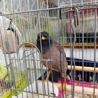 مرغ مینا سخنگو  رخ به رخ