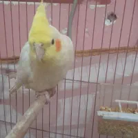 عروس هلندی