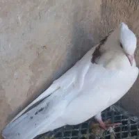 گیلانغرب|پرنده|سرپل ذهاب, |دیوار