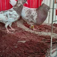 فروش الماسی  کله سرخ ومخمل الماسی خوشکل