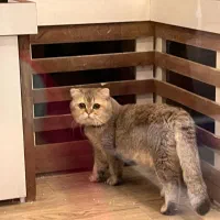 نر گلد مولد قوی|گربه|تهران, میرداماد|دیوار