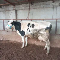 گاو بدون گوساله 30کیلو شیر|حیوانات مزرعه|القجر, |دیوار