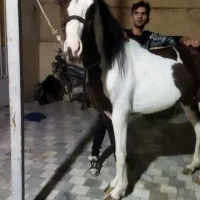 اسب درشور