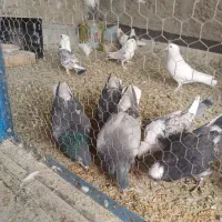 کبوتر، سرور ،دوکت و شازده|پرنده|اصفهان, ارداجی|دیوار