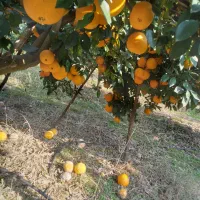 پرتقال تامسون