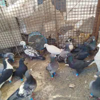 کفتر بوم شهرستانی
