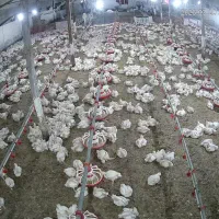 پرسنل مرغداری گوشتی