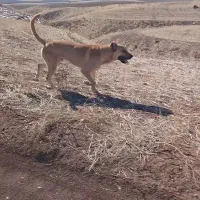 سگ سرابی ۲ساله|سگ|هشترود, |دیوار