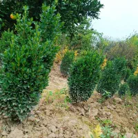 فروش عمده سیکاس و شمشاد توپی|عمدهفروشی|قائمشهر, |دیوار