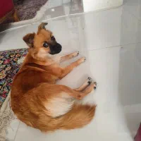 سگ اشپیتز و پامر