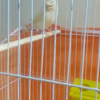 قناری مزایکی نروماده کارداده|پرنده|محمدشهر, شهرک پیام (مهرالبرز)|دیوار