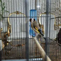 سهره رقابتی به شرط