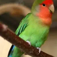 طوطی های برزیلی