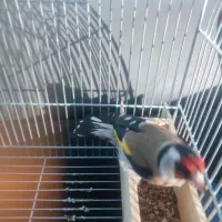 سهره سر سیاه نیمه رام