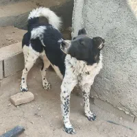 واگذاری سگ نگهبان|سگ|فلاورجان, |دیوار