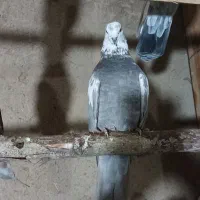 کفتر در آلوچه فولادلو|پرنده|هیر, |دیوار