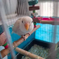 طوطی کوتوله یا لاوبرد