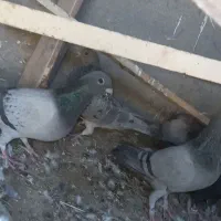 کفتر پلاکی|پرنده|چهارباغ, |دیوار